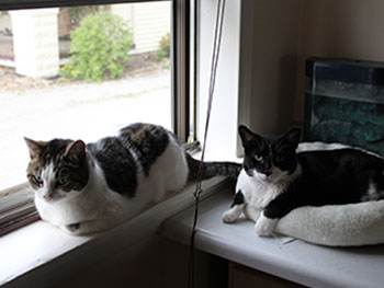 Truman and Clyde in the window