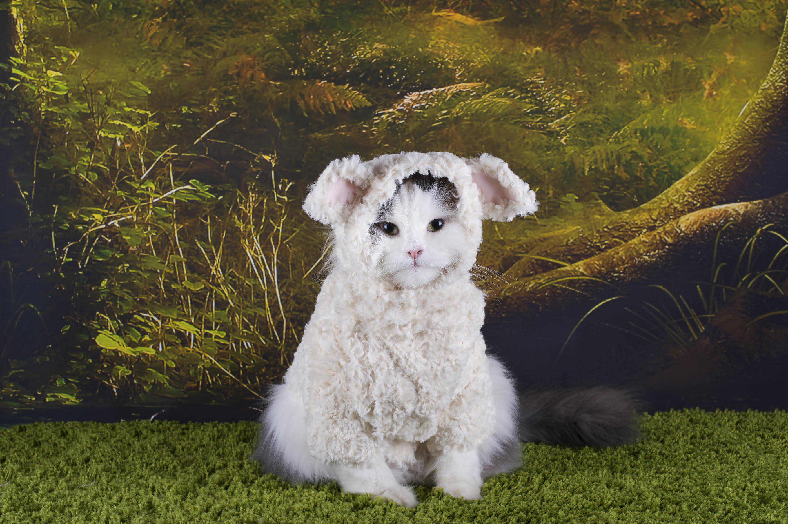weird stock photos - cat in lamb costume