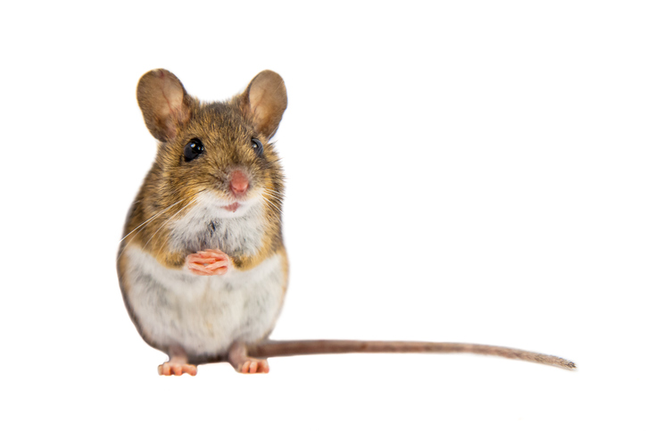 GettyImages 624157828 mouse