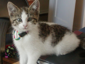 Clyde as a Kitten